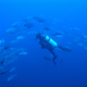Diving at Swallow Reef.